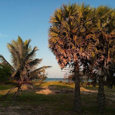 How to Setup Glamping Site in Florida (2025 Guide)