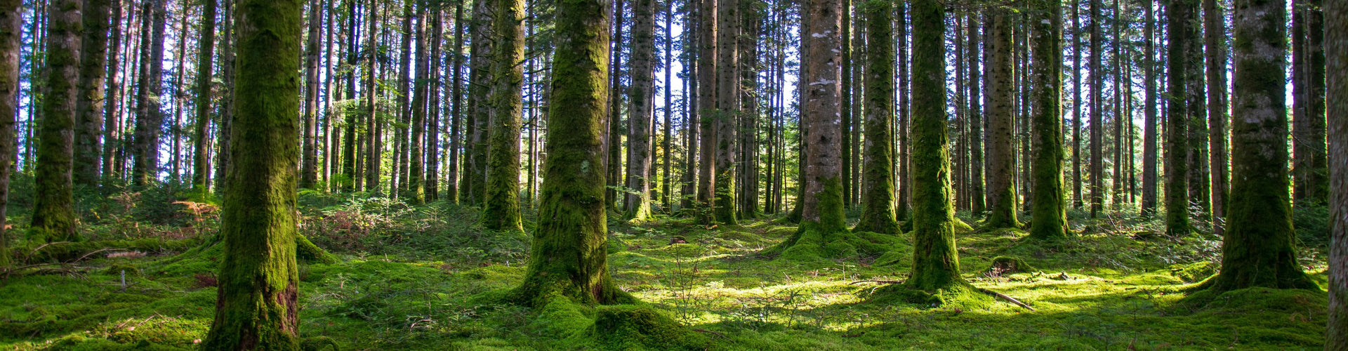 How to Monetize Land with Glamping Pods: Costs and Revenue