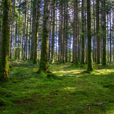 How to Monetize Land with Glamping Pods: Costs and Revenue