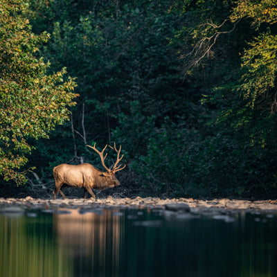 Navigating Glamping, Campground, Airbnb, and Hipcamp Regulations in Washington State