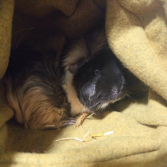 100% Wool Small Pet Hide - Guinea Pigs, Rabbits, Chinchillas